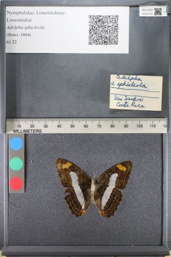 Media type: image;   Entomology 141172